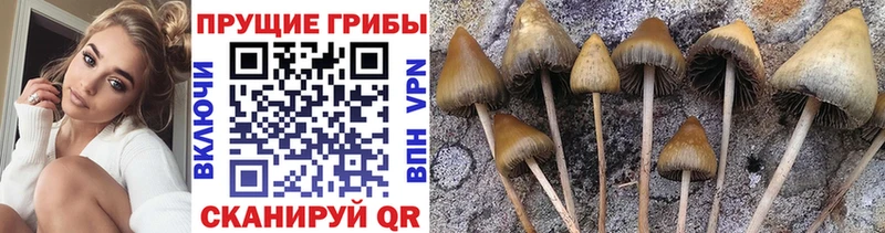 Галлюциногенные грибы Psilocybine cubensis  Купить закладки  Рузаевка 